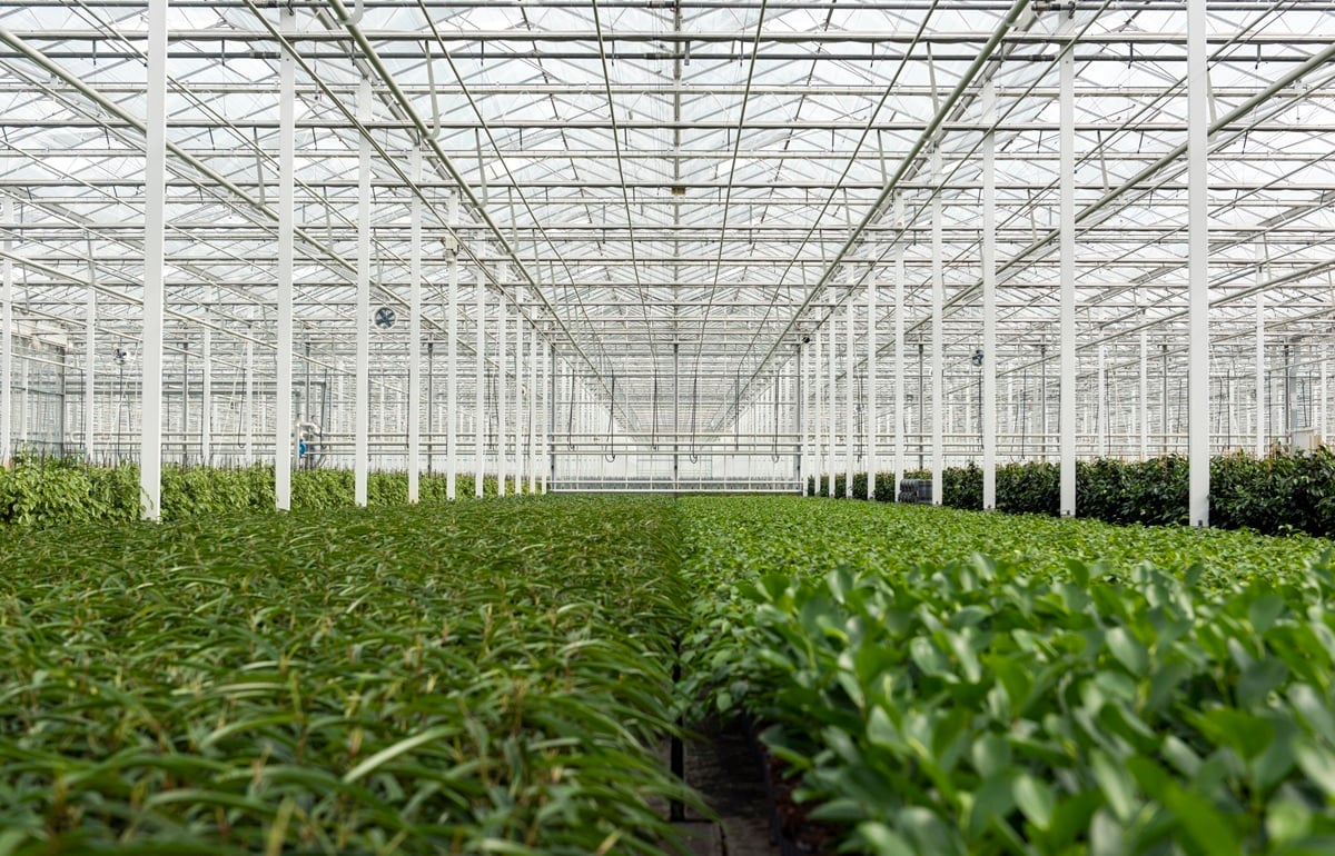 20210913 Plantanious_8100