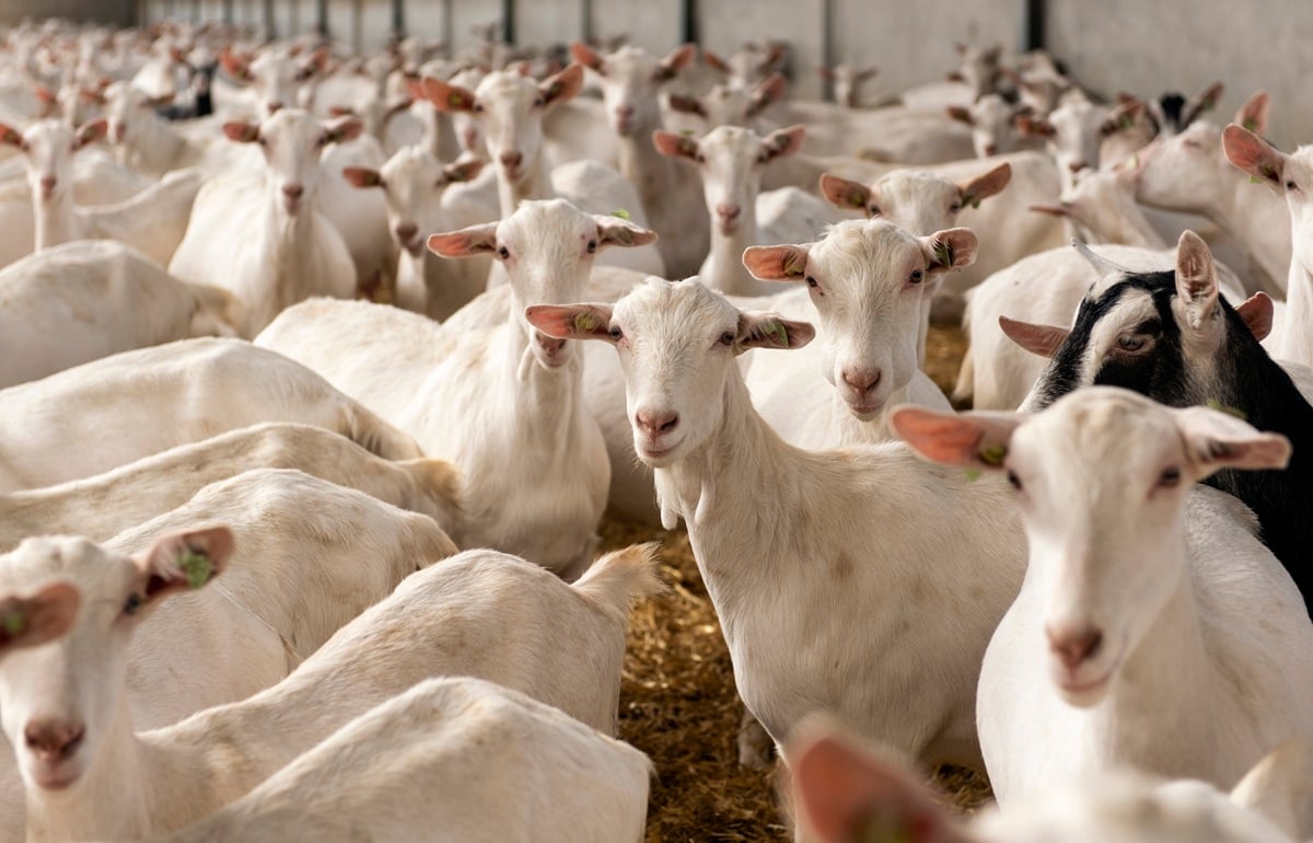 20220412 Elzing_1233