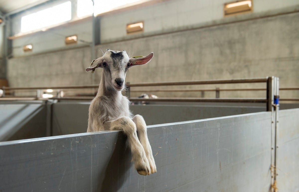 20220412 Elzing_1258