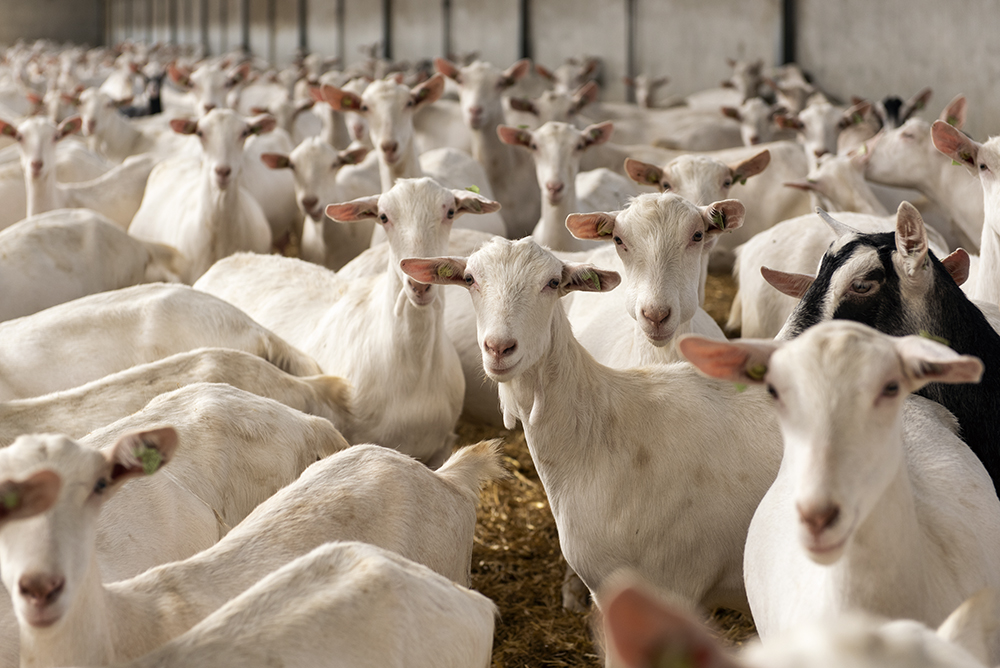 <span id="hs_cos_wrapper_name" class="hs_cos_wrapper hs_cos_wrapper_meta_field hs_cos_wrapper_type_text" style="" data-hs-cos-general-type="meta_field" data-hs-cos-type="text" >Geitehâlderij Mts Wiarda Galama open dag in Raerd</span>