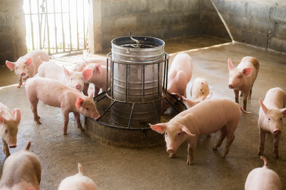 <span id="hs_cos_wrapper_name" class="hs_cos_wrapper hs_cos_wrapper_meta_field hs_cos_wrapper_type_text" style="" data-hs-cos-general-type="meta_field" data-hs-cos-type="text" >Energiebesparende maatregelen in de varkenshouderij, maak de juiste keuze.</span>